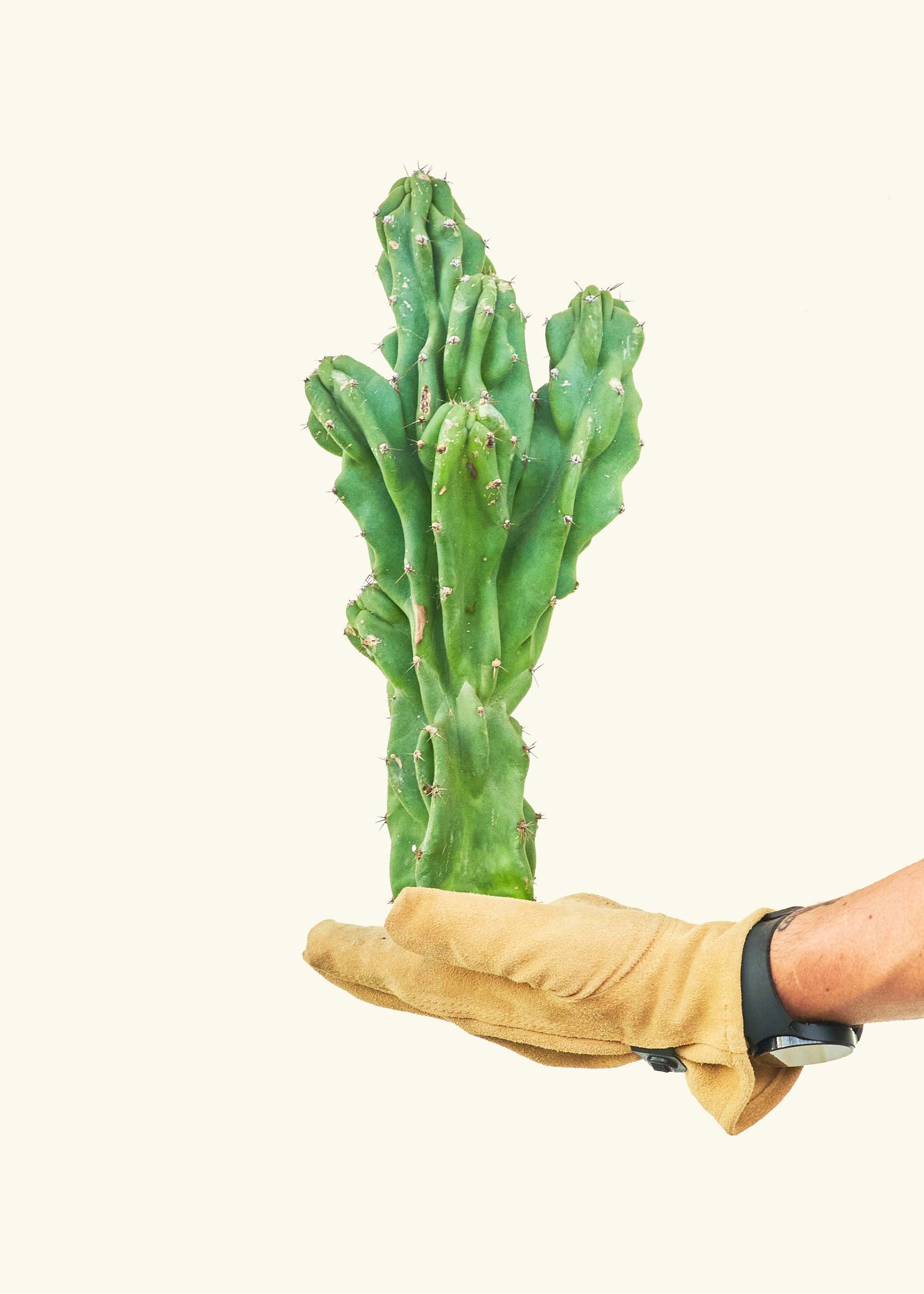 Monstrose Cactus (Cereus peruvianus monstrose) – Hey Rooted