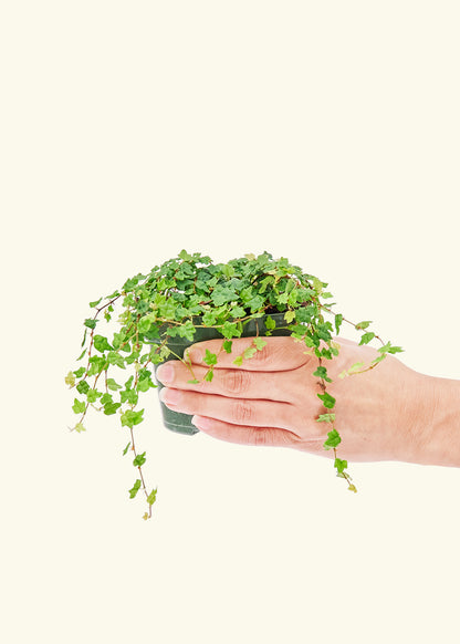 Mini Oakleaf Creeping Fig in a 4 inches grow pot