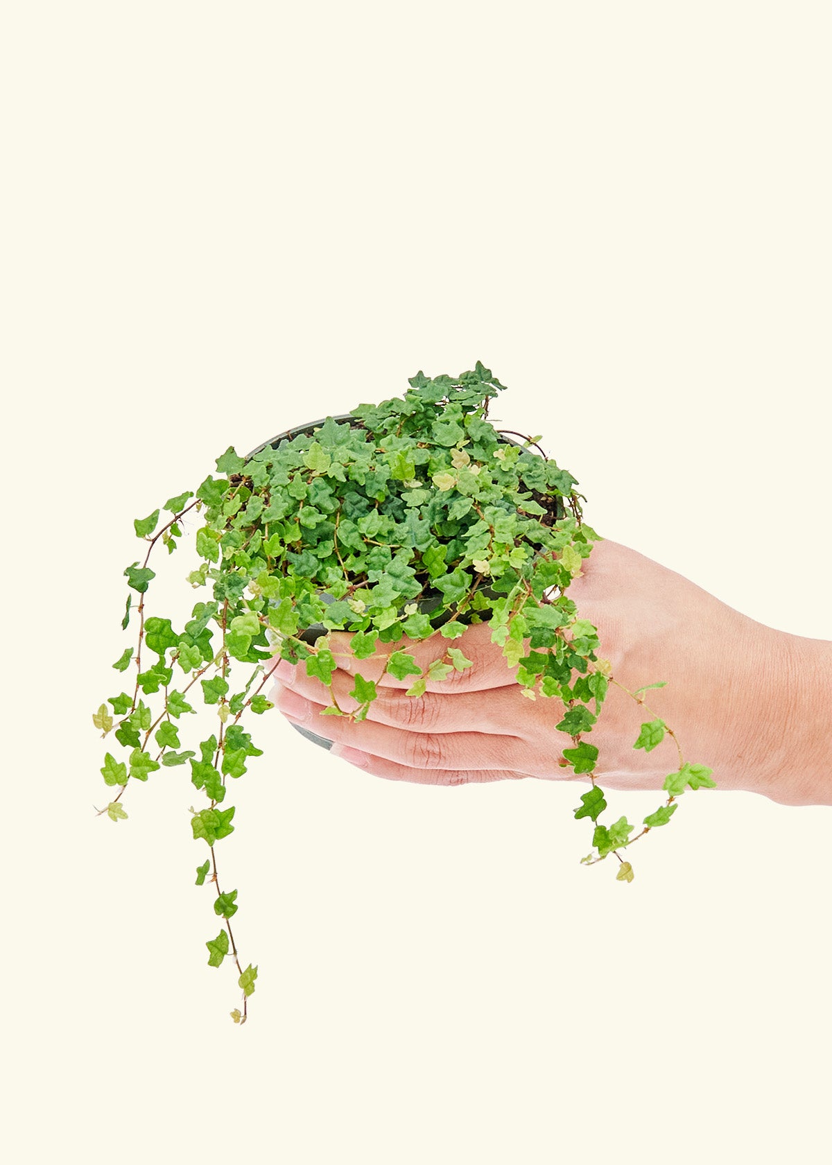 Mini Oakleaf Creeping Fig in a 4 inches grow pot