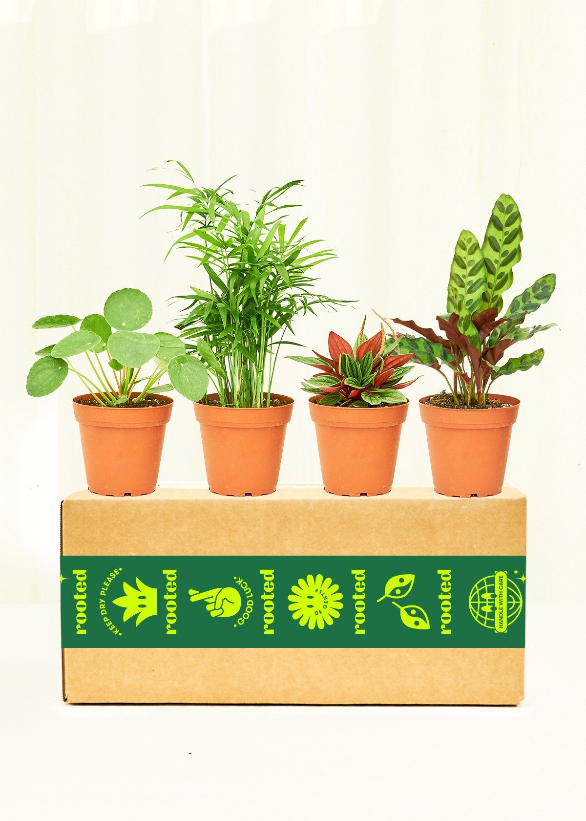 Pet-Friendly Assorted Houseplant Box - SM