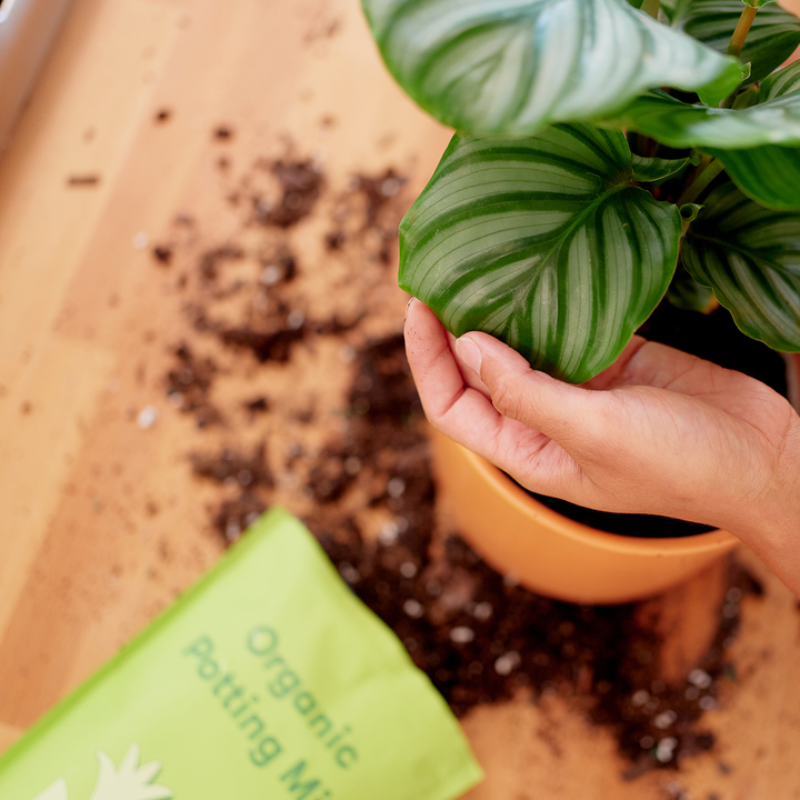 A bag of All Purpose Organic Potting Mix