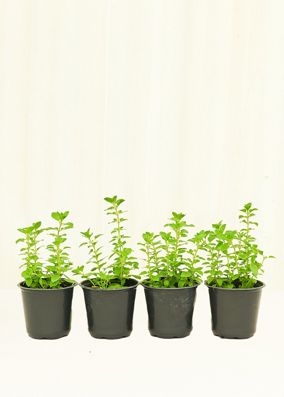 Oregano 4 pack Plant Rooted 