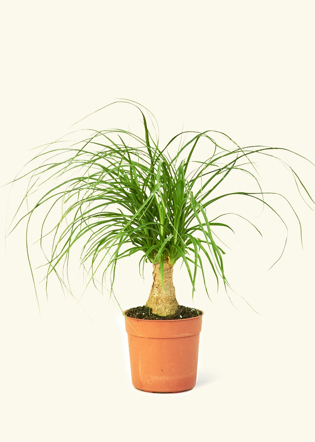 Ponytail Palm in a 4 inches grow pot