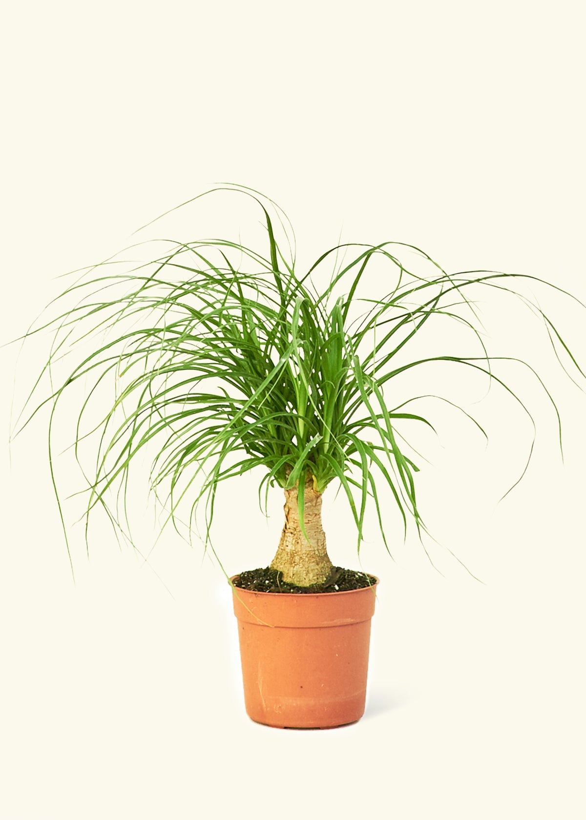 Ponytail Palm in a 4 inches grow pot