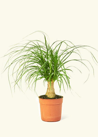 Ponytail Palm in a 4 inches grow pot