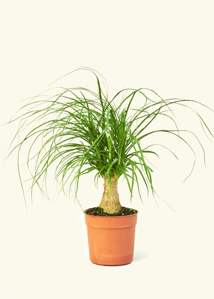 Ponytail Palm in a 4 inches grow pot