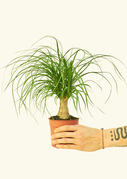 Ponytail Palm in a 4 inches grow pot