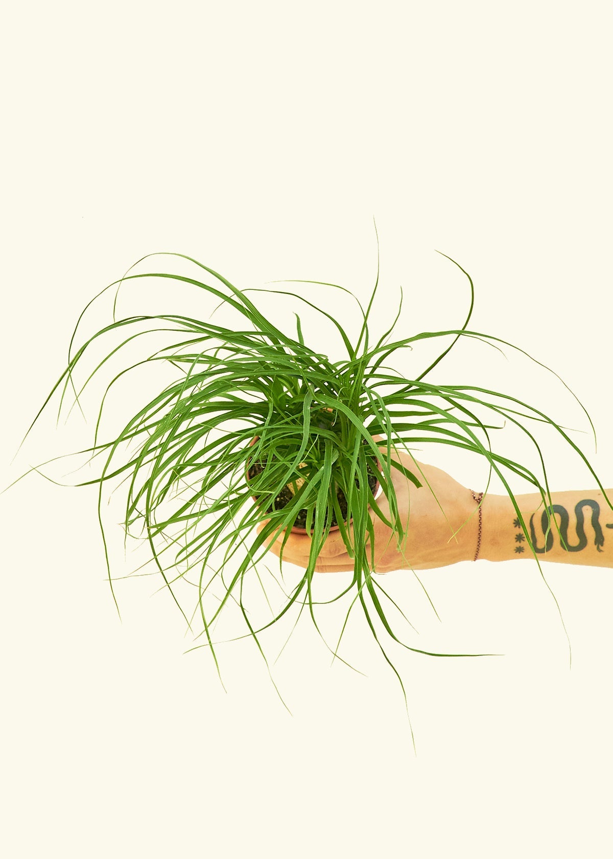 Ponytail Palm in a 4 inches grow pot