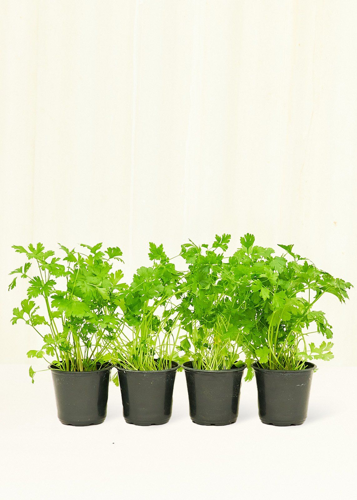 Parsley 4 pack Plant Rooted 