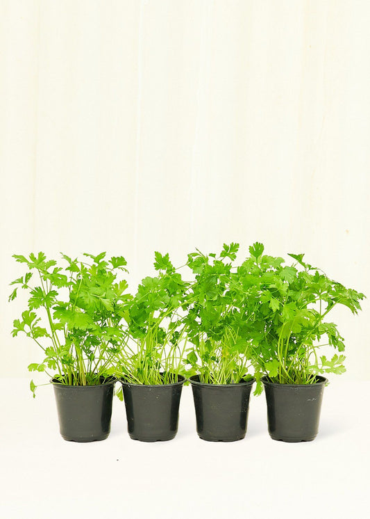 Parsley 4 pack Plant Rooted 