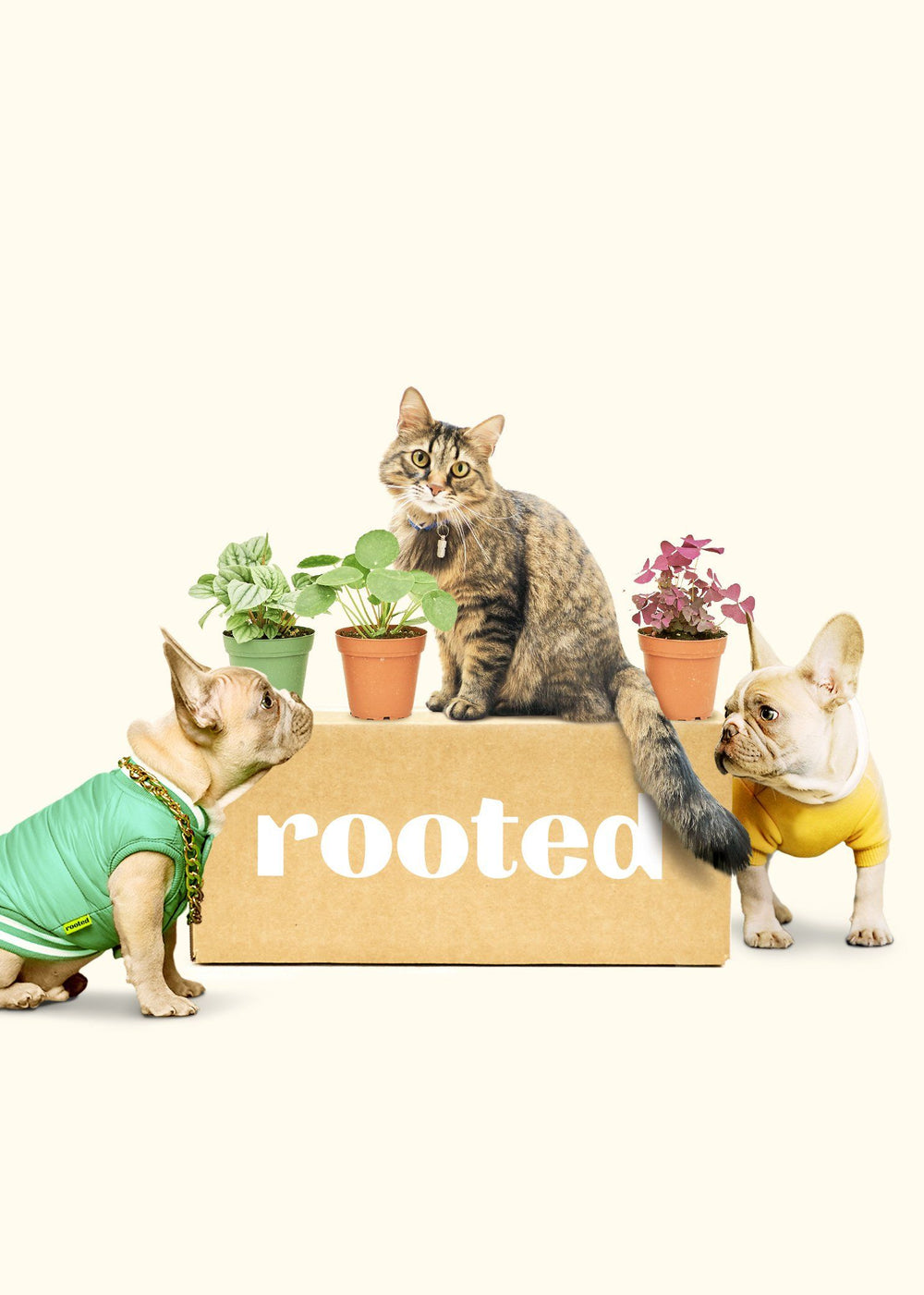 Small 6 month Mystery Jungle Subscription Box Subscription Rooted 