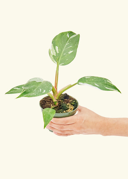 Philodendron White Princess in a 4 inches grow pot
