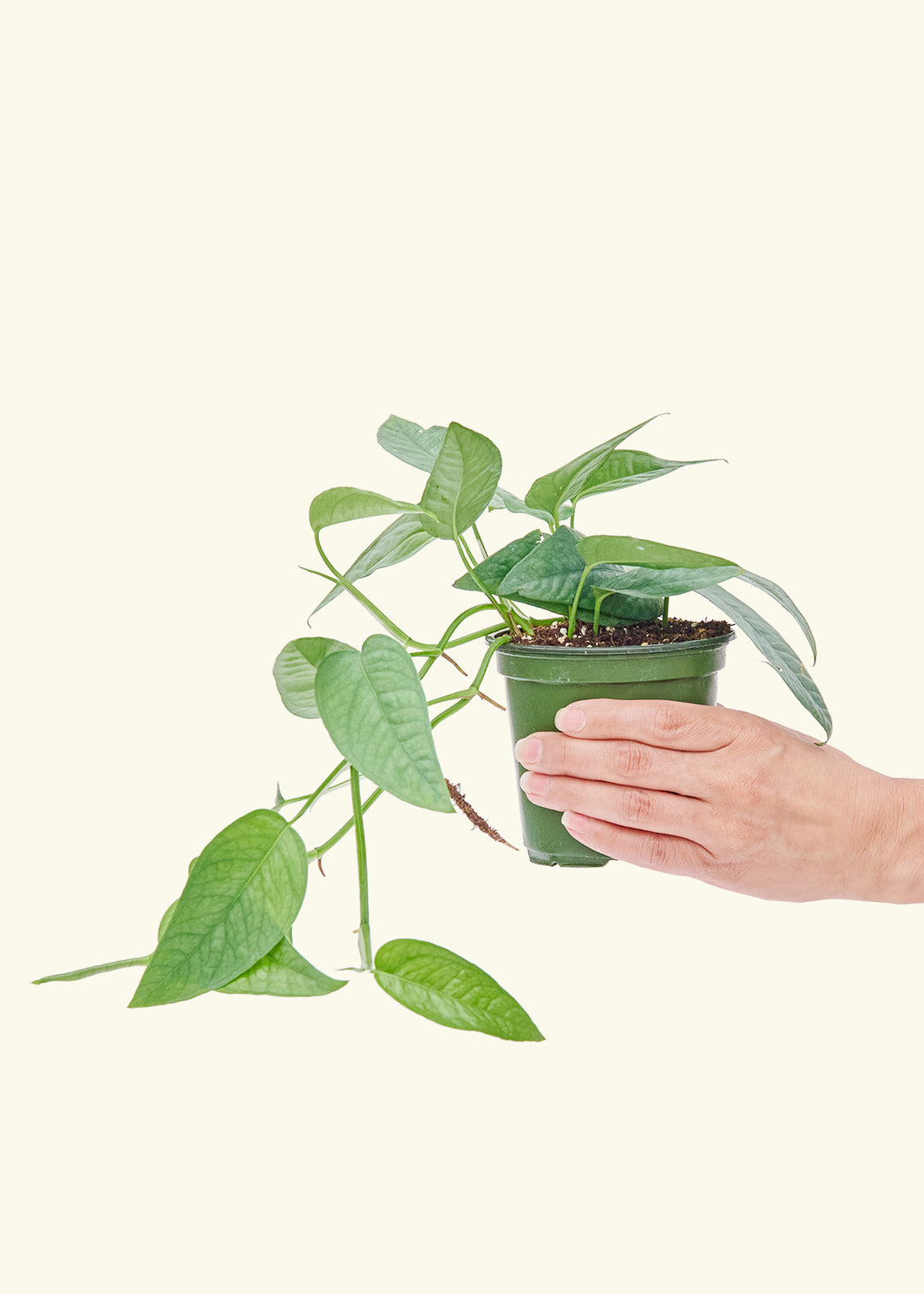 Cebu Blue Pothos in a 4 inches grow pot
