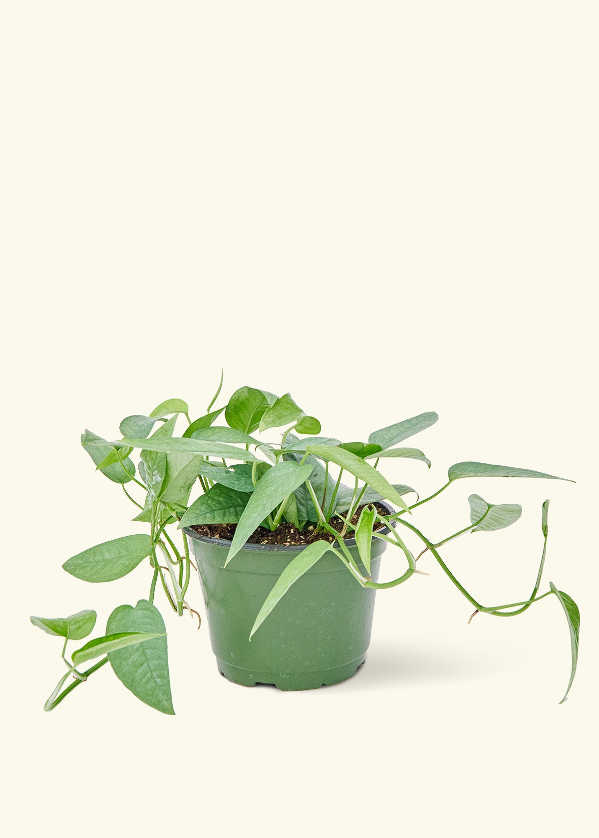 Rooted Cebu Blue Pothos - Thumbnail 3