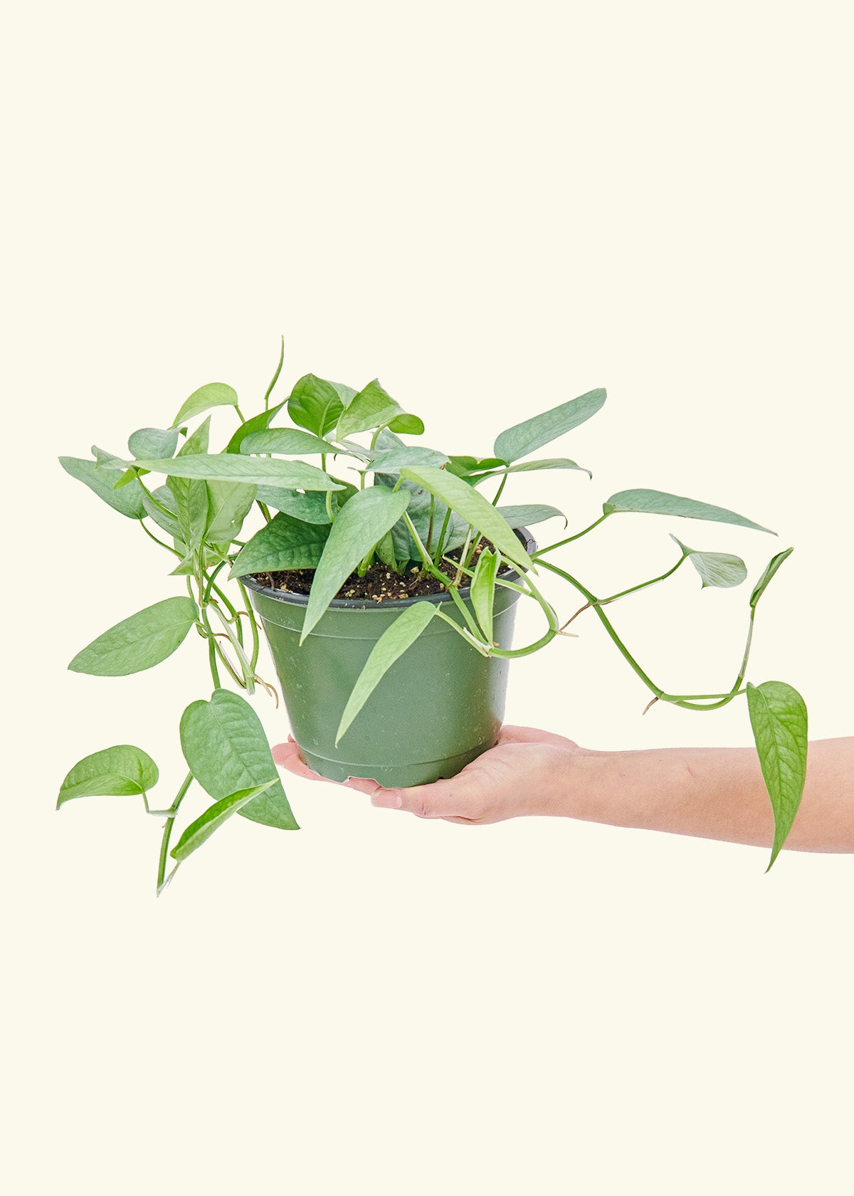 Cebu Blue Pothos in a 6 inches grow pot