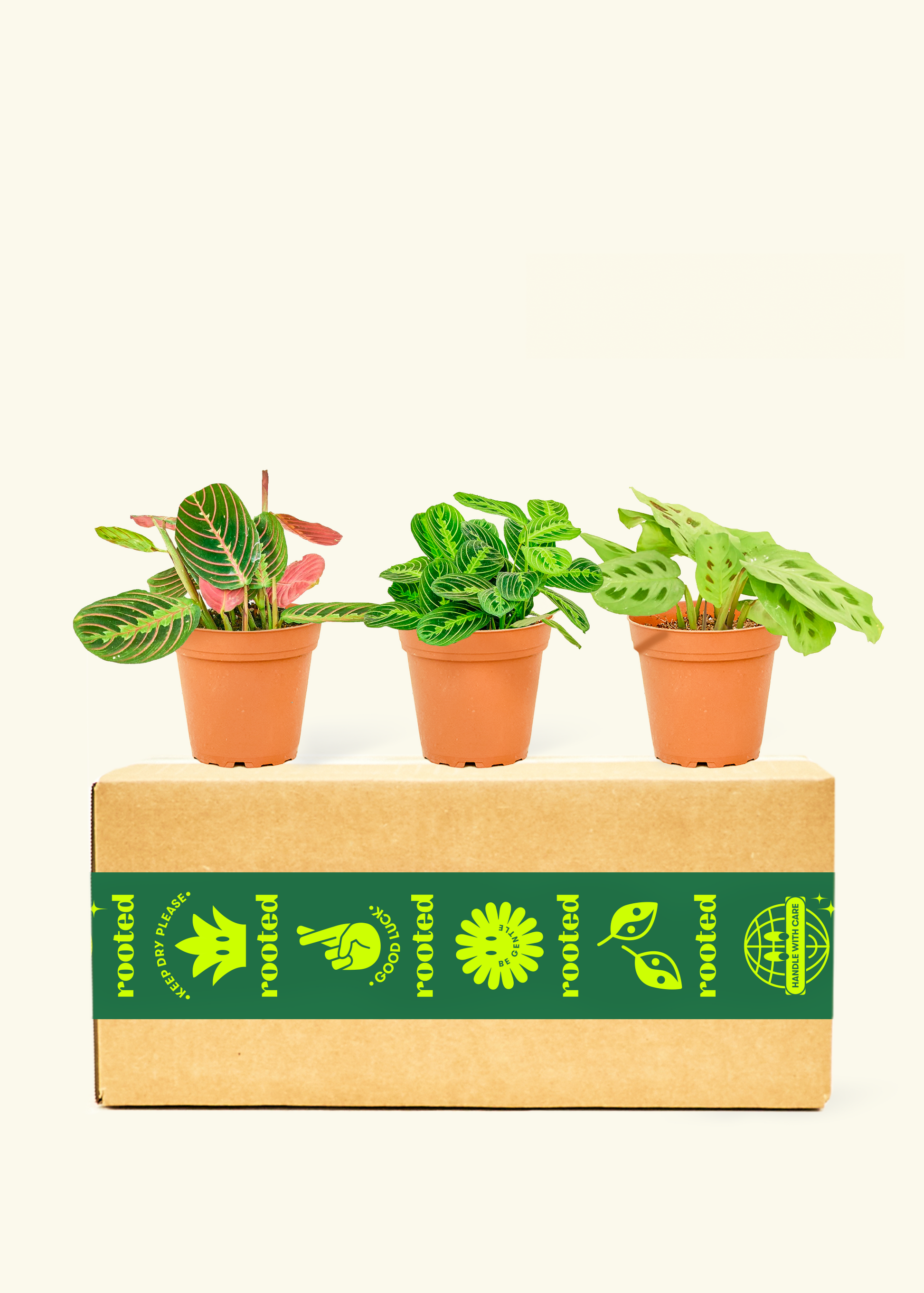 best type of pot for prayer plant Assorted Prayer Plant Box, Small
