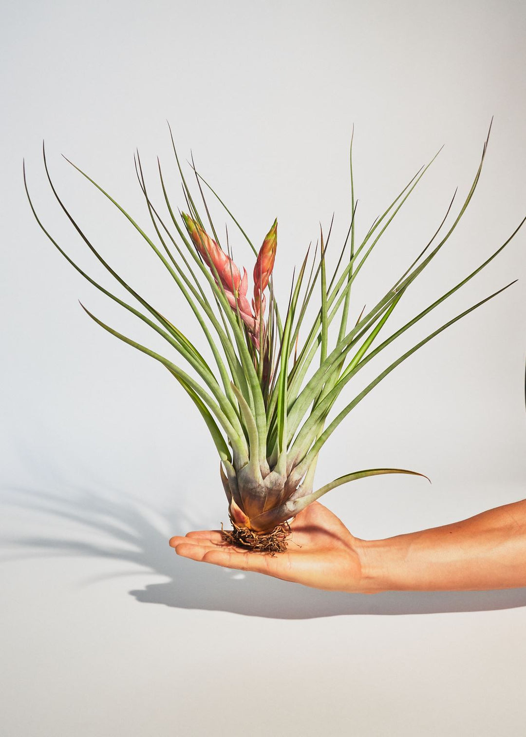 Francisco Plant Rooted 