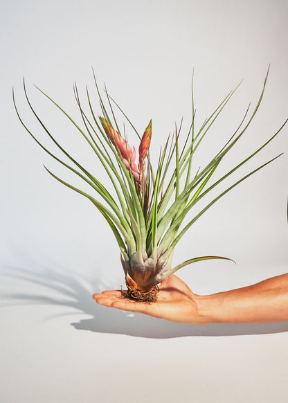 Francisco Plant Rooted 