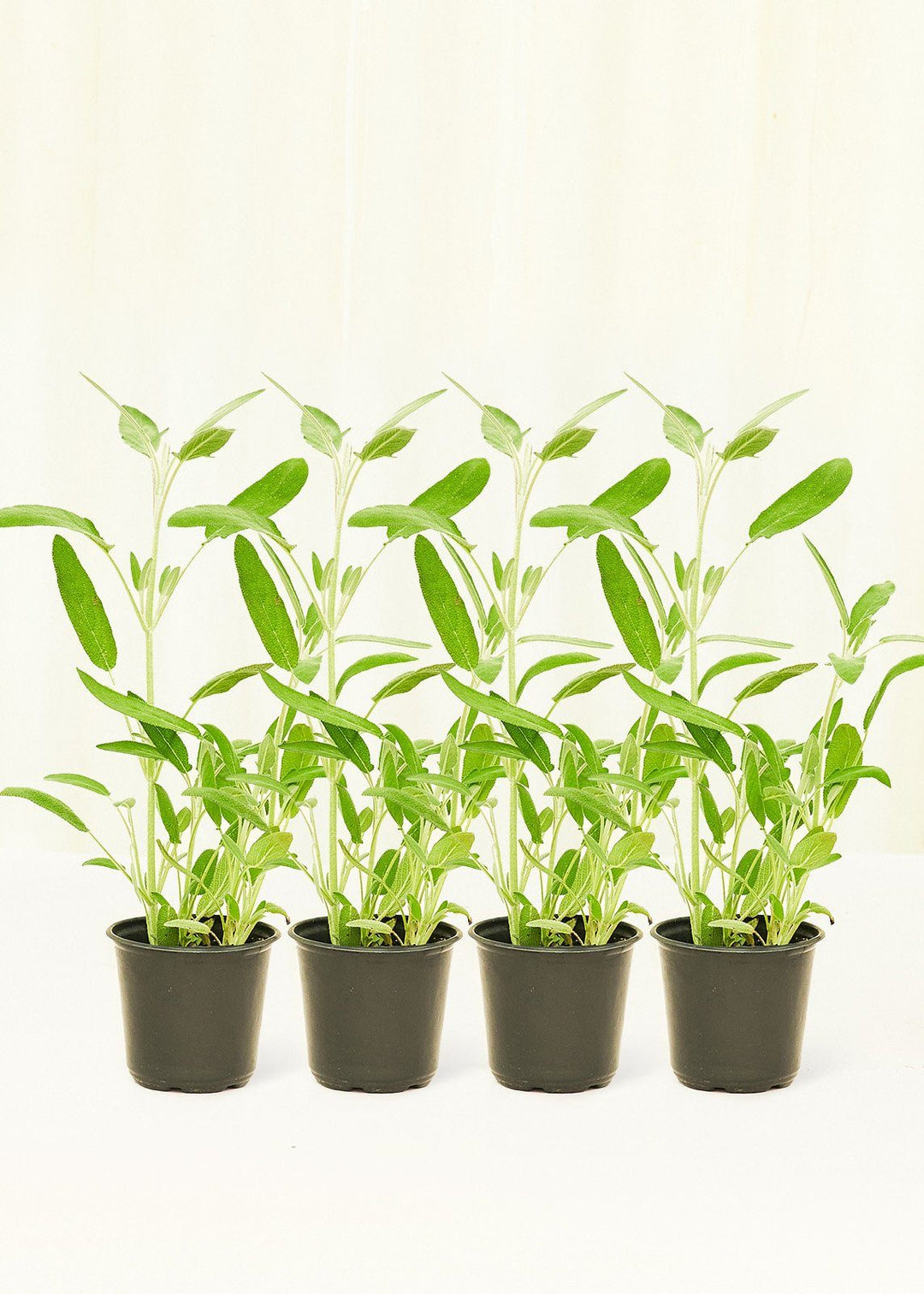 Sage 4 pack Plant Rooted 