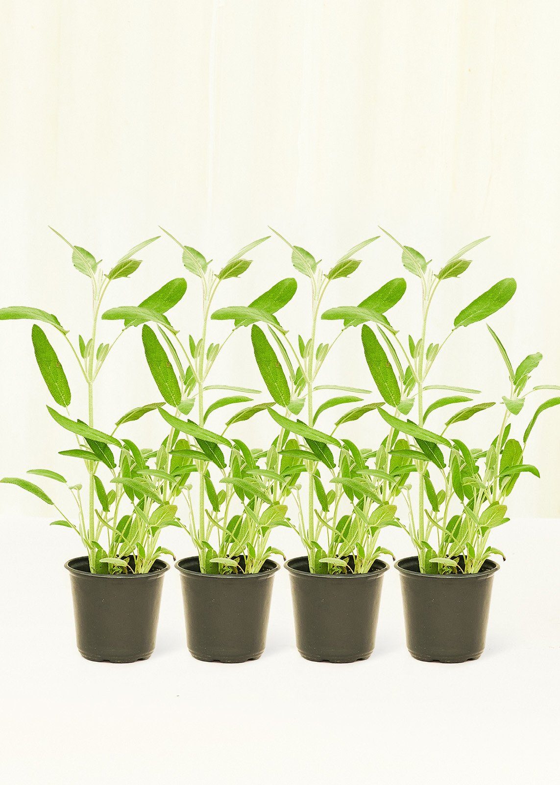 Sage 4 pack Plant Rooted 