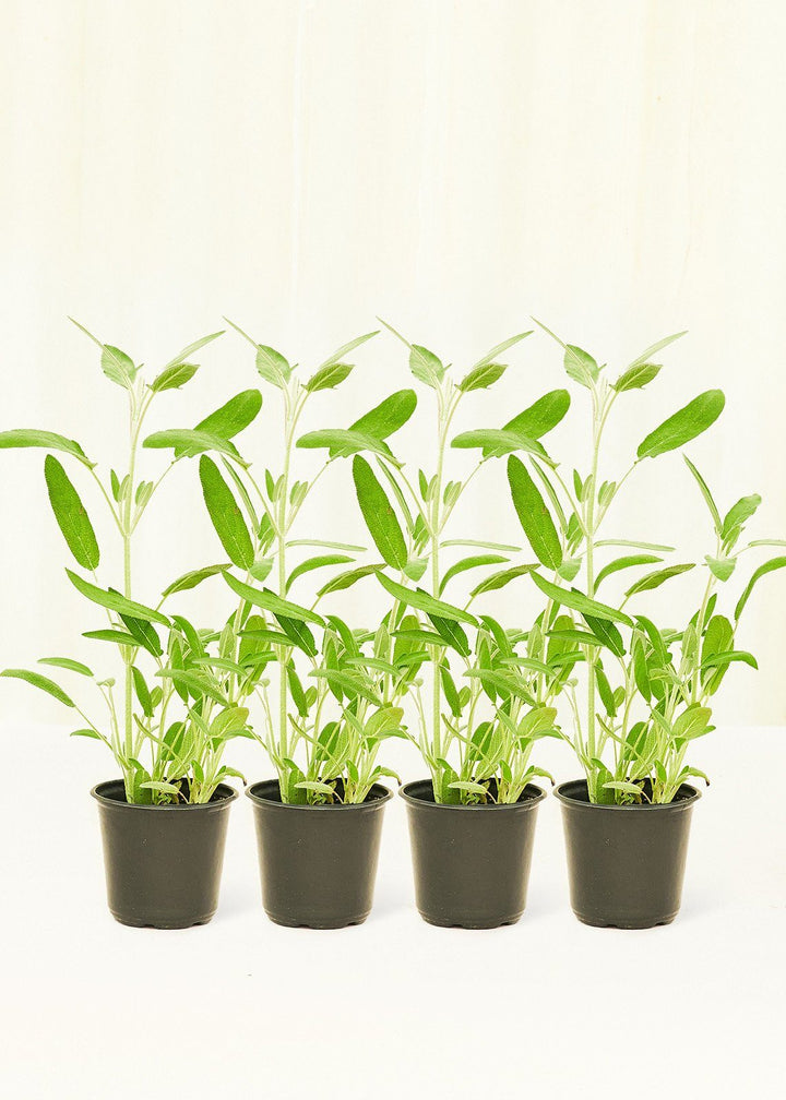 Sage 4 pack Plant Rooted 