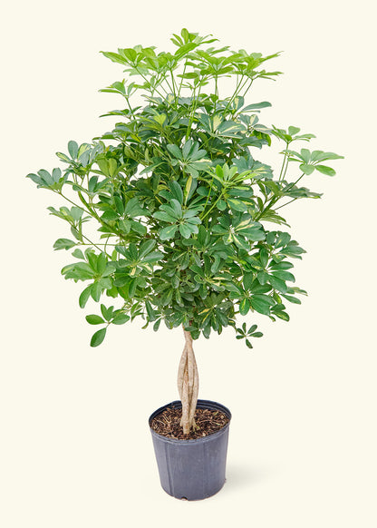 hawaiian schefflera brassia arboricola Hawaiian Umbrella Tree – Hey Rooted