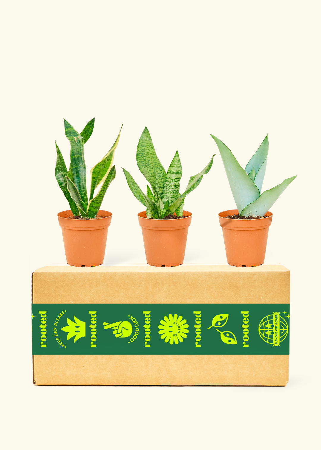 Assorted Snake Plant Box Small Pot