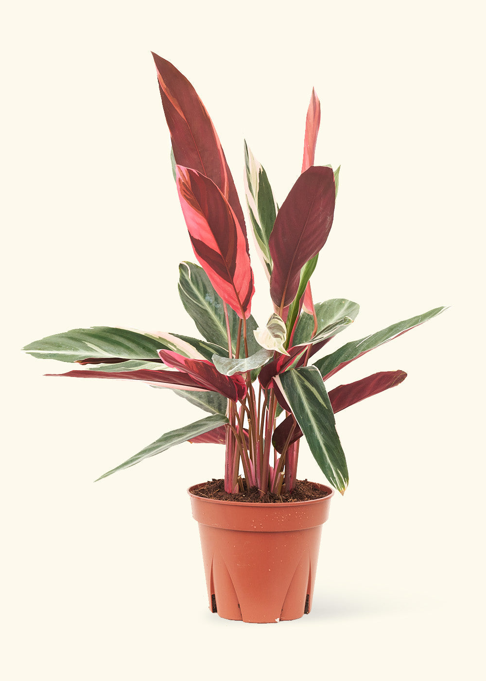 Stromanthe Triostar in a 8 inches grow pot