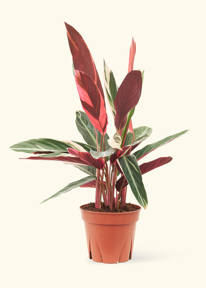 Stromanthe Triostar in a 8 inches grow pot