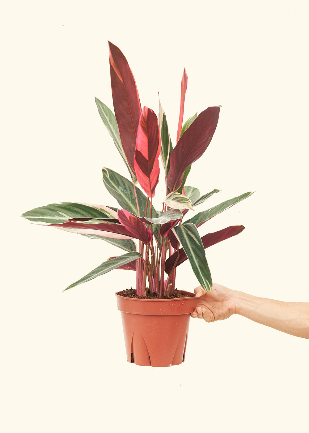 Stromanthe Triostar in a 8 inches grow pot