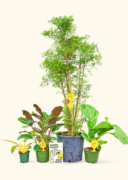 house plant gnat trap Super Sticky Gnat Traps – Hey Rooted
