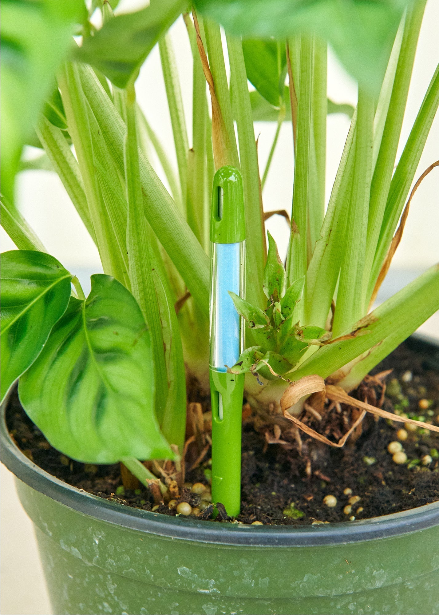 golden pothos moisture meter Moisture Meter