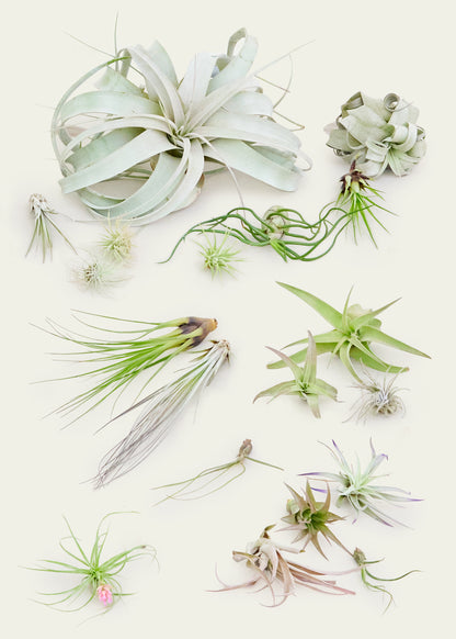 hair air plant Mystery Air Plants, 5-Pack – Hey Rooted