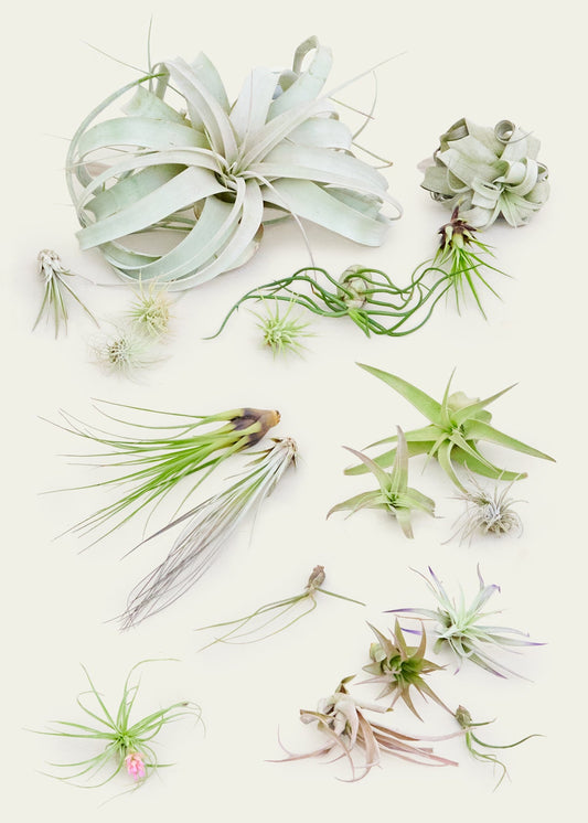 Mystery Air Plant Trio, 10 Assorted Air Plants