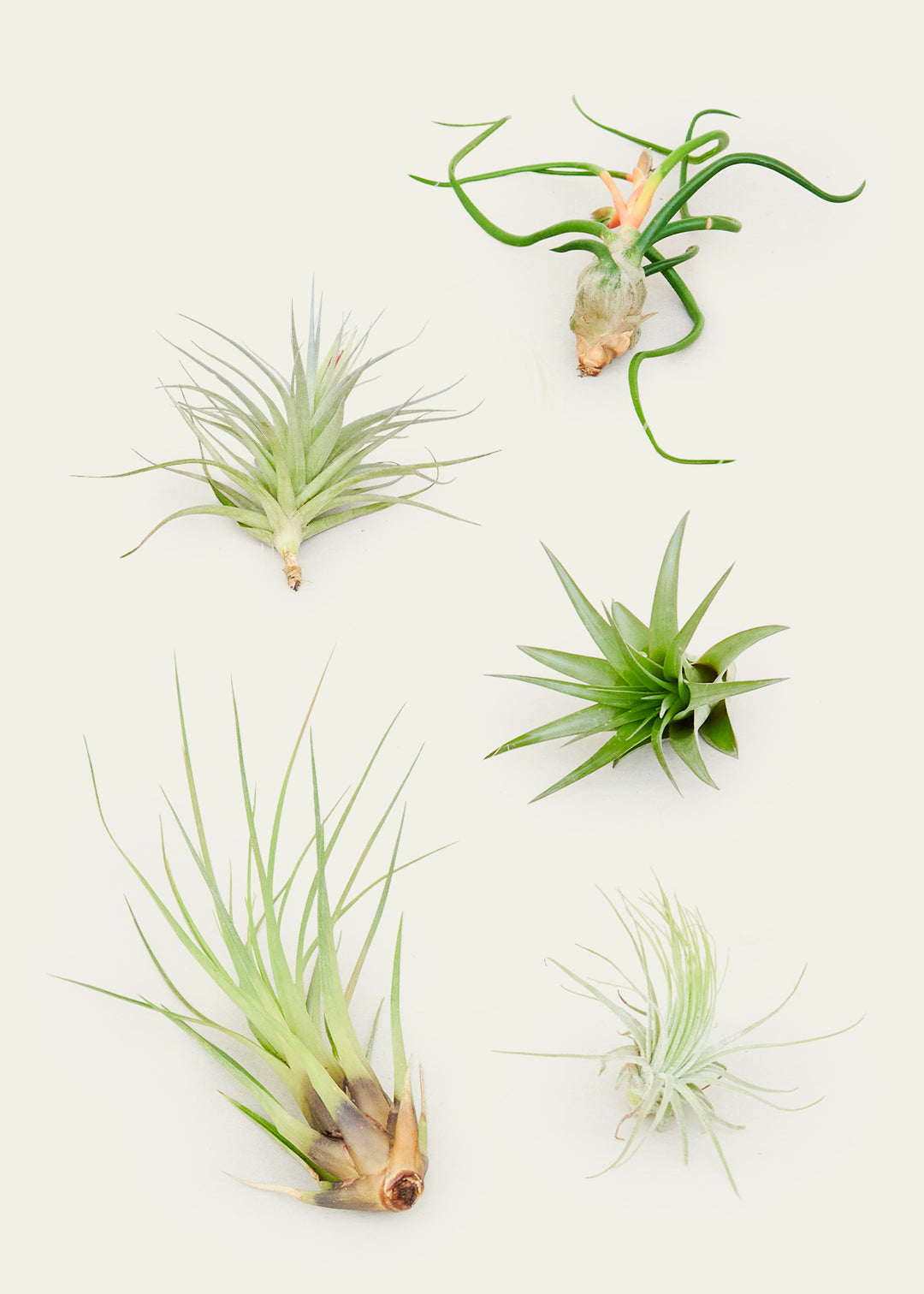 5 Assorted Air Plants