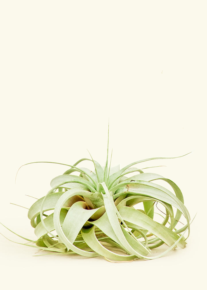 Medium Notorious King of Air Plant Rooted