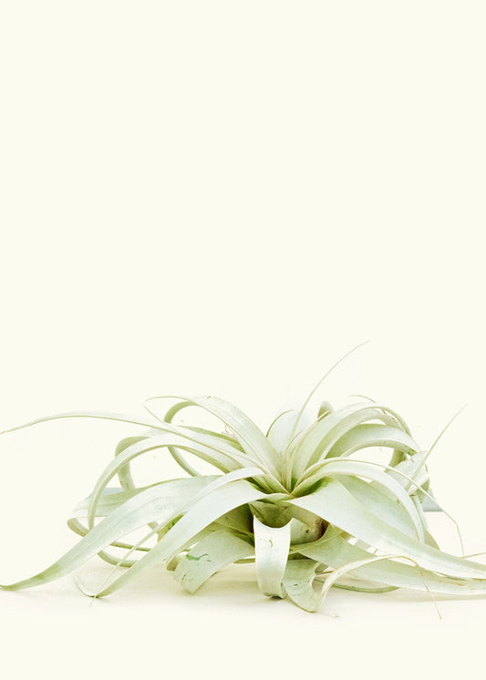 King of Air Plants, Notorious Extra Large