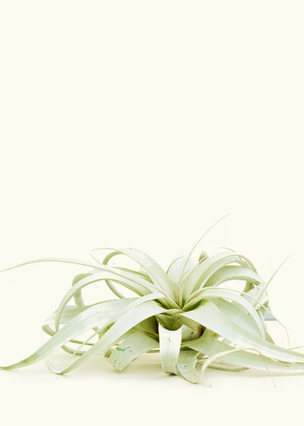 white air plant King of Air Plants (Tillandsia xerographica) – Hey Rooted