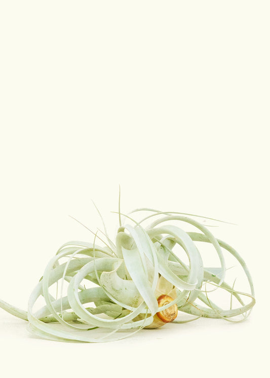 King of Air Plants, Notorious Extra Large